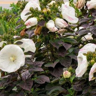 Hibiscus moscheutos Summerific® 'Cookies &amp; Cream' – Mocsári hibiszkusz