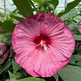 Hibiscus moscheutos Summerific® 'Berry Awesome' – Mocsári hibiszkusz
