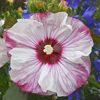 Hibiscus moscheutos Summerific® 'Cherry Cheesecake' – Mocsári hibiszkusz