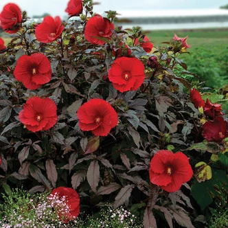 Hibiscus moscheutos Summerific® 'Midnight Marvel' – Mocsári hibiszkusz