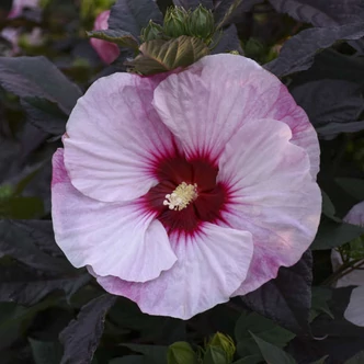 Hibiscus moscheutos Summerific® 'Perfect Storm' – Mocsári hibiszkusz