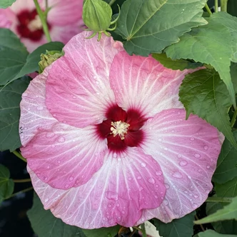 Hibiscus moscheutos Summerific® 'Spinderella' – Mocsári hibiszkusz
