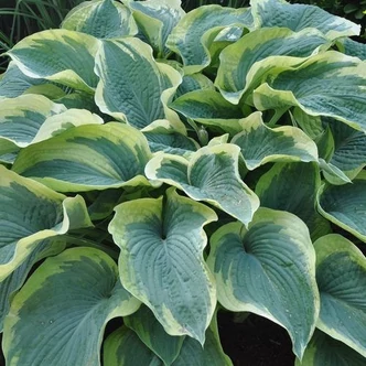 Hosta 'American Halo' – Árnyékliliom