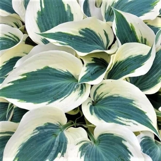 Hosta 'Firn Line' – Árnyékliliom