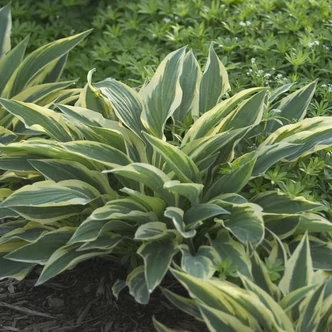 Hosta 'Lakeside Dragonfly' – Árnyékliliom