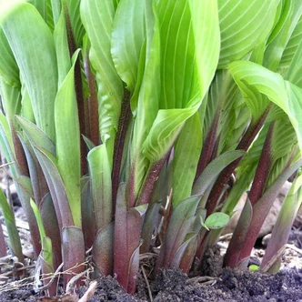 Hosta 'Red Cadet' – Árnyékliliom