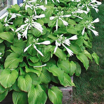 Hosta 'Aphrodite' – Árnyékliliom