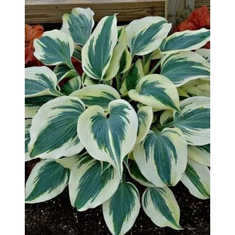 Hosta 'Blue Ivory' – Árnyékliliom