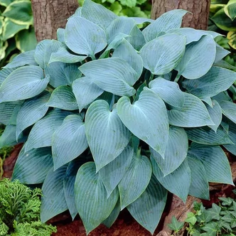 Hosta 'Canadian Blue' - Árnyékliliom