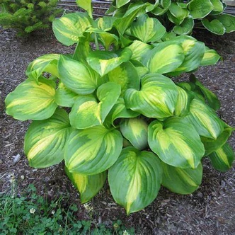Hosta 'Cathedral Windows' – Árnyékliliom