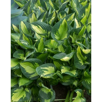 Hosta 'Colored Hulk' – Árnyékliliom