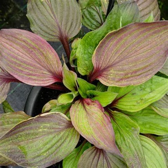Hosta 'First Blush' – Árnyékliliom