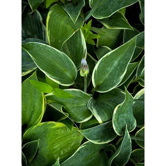 Hosta 'First Frost' - Árnyékliliom