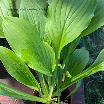 Hosta fortunei – Árnyékliliom