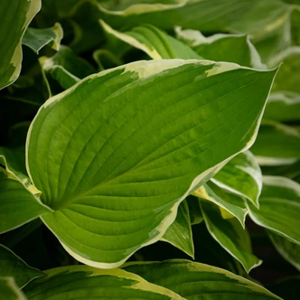 Hosta fortunei 'Aureomarginata' – Árnyékliliom