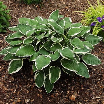 Hosta fortunei 'Francee' - Árnyékliliom