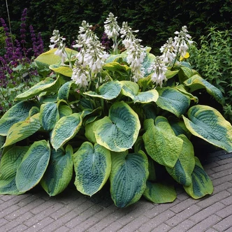 Hosta sieboldiana 'Frances Williams' - Árnyékliliom