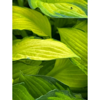 Hosta fortunei 'Gold Standard' - Árnyékliliom