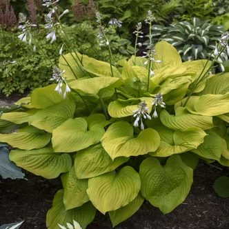 Hosta hybrida 'Age of Gold' – Árnyékliliom