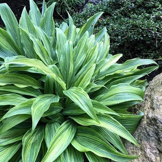 Hosta 'Hyuga Urajiro' – Árnyékliliom