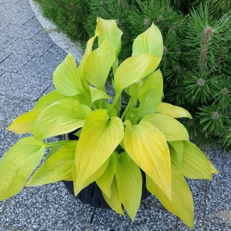 Hosta 'Ki Ren Jyaku' – Árnyékliliom