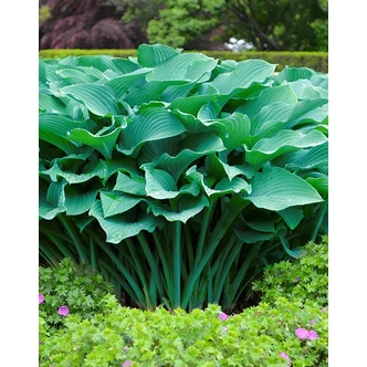Hosta 'Krossa Regal' – Árnyékliliom