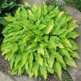 Hosta 'Lemon Lime' – Árnyékliliom