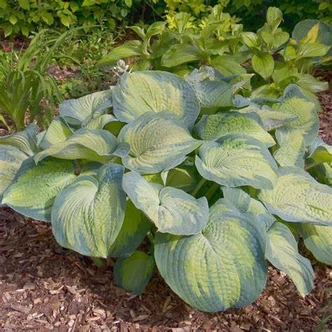 Hosta 'Margie's Angel' – Árnyékliliom
