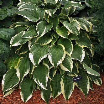 Hosta 'Moerheim' - Árnyékliliom