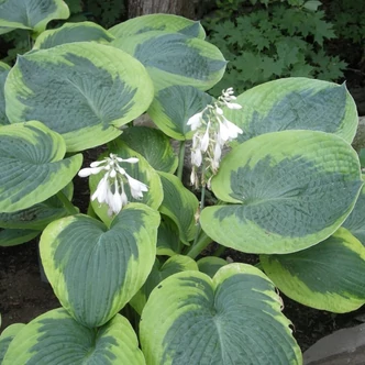 Hosta 'Olive Bailey Langdon' – Árnyékliliom