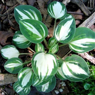 Hosta 'Pandora's Box' – Árnyékliliom
