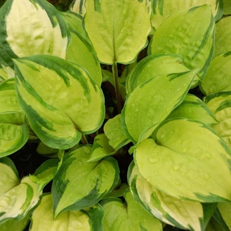 Hosta 'Paradise Island' – Árnyékliliom