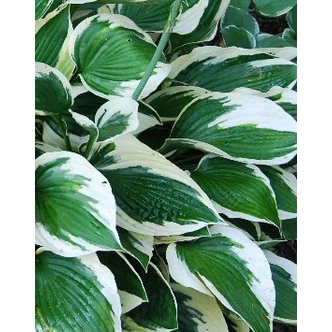 Hosta 'Patriot' - Árnyékliliom