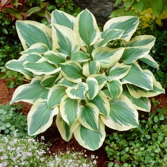 Hosta 'Pilgrim' – Árnyékliliom