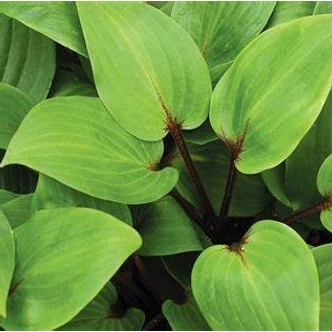 Hosta 'Purple Heart' – Árnyékliliom