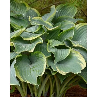 Hosta 'Regal Splendor' – Árnyékliliom