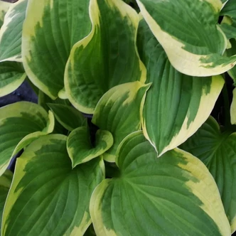 Hosta 'Shade Fanfare' - Árnyékliliom