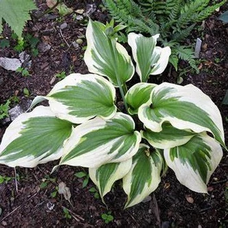 Hosta 'Silk Road' – Árnyékliliom