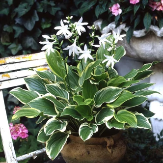 Hosta 'So Sweet' – Árnyékliliom