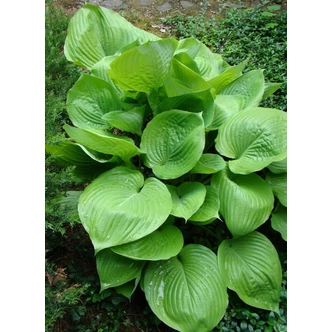 Hosta 'Sum and Substance' – Árnyékliliom