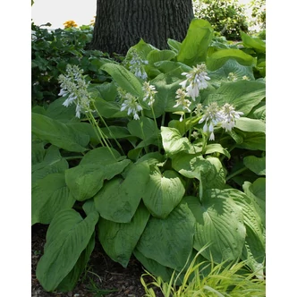 Hosta 'T-Rex' – Árnyékliliom