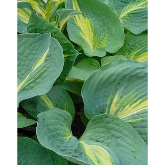 Hosta 'Thunderbolt' – Árnyékliliom