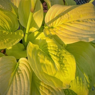 Hosta 'Tortilla Chip' – Árnyékliliom