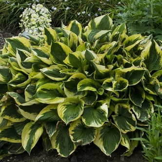 Hosta 'Twilight' – Árnyékliliom
