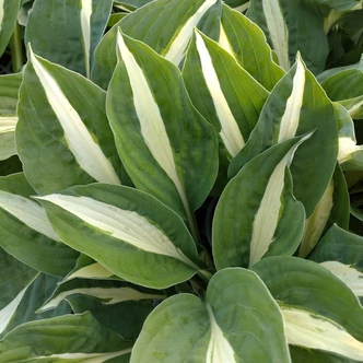 Hosta 'White Bikini' – Árnyékliliom