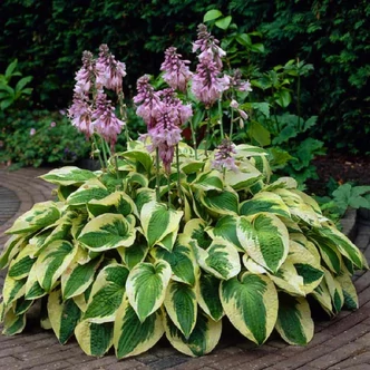 Hosta 'Wide Brim' - Árnyékliliom