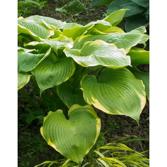 Hosta 'Winter Snow' – Árnyékliliom
