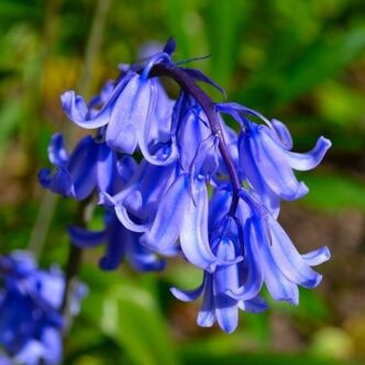 Hyacinthoides non-scripta – Angol kékcsengő