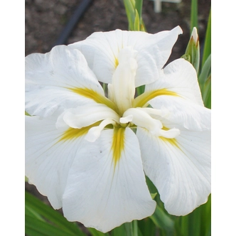 Iris ensata 'White Ladies' – Vízparti nőszirom