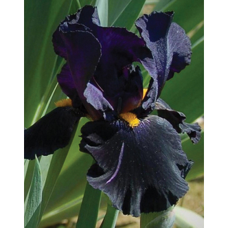 Iris germanica 'Black Knight' – Kerti nőszirom